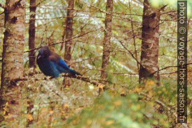 Oiseau bleu. Photo © André M. Winter