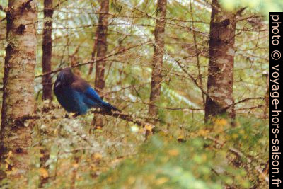 Oiseau bleu. Photo © André M. Winter
