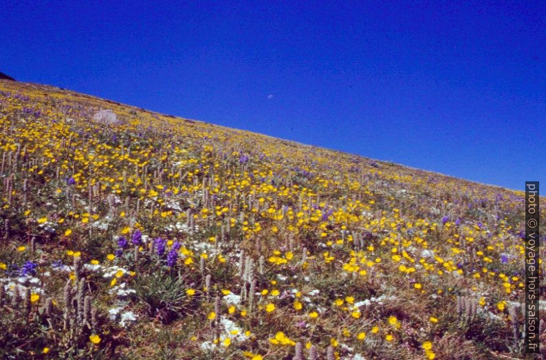 Pré de fleurs sur les versants du Mount Washburn. Photo © André M. Winter