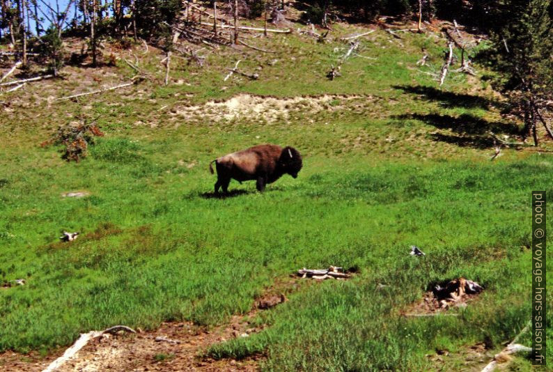 Bison dans la Mud Vulcono Area. Photo © André M. Winter