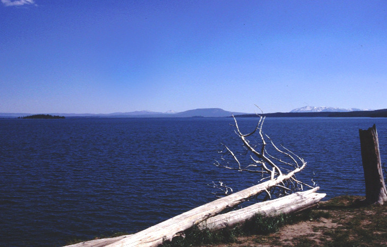 Bois mort au bord du Yellowstone Lake. Photo © André M. Winter