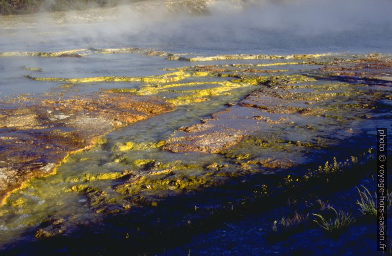 Algues brunes et verts dans le Midway Geysir Basin. Photo © André M. Winter