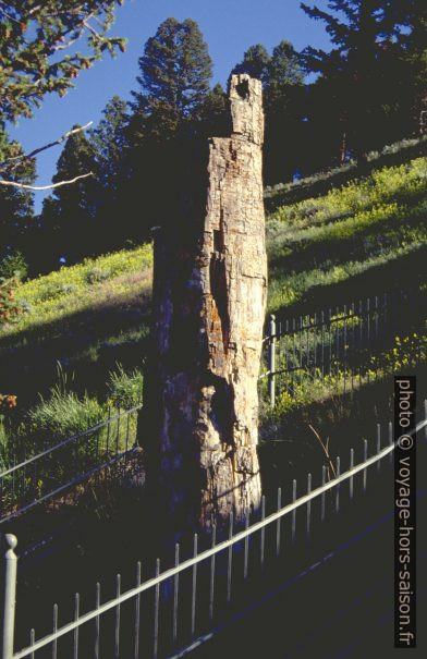 Le Petrified Tree du Yellowstone NP. Photo © André M. Winter