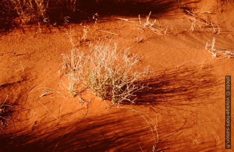 Sable rouge et et buissons secs dans la lumière du soir. Photo © André M. Winter