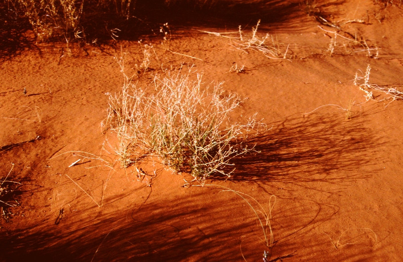 Sable rouge et et buissons secs dans la lumière du soir. Photo © André M. Winter