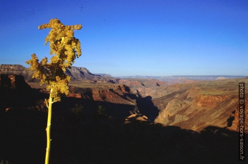 Fleur d'une agave dans le Grand Canyon National Park. Photo © André M. Winter