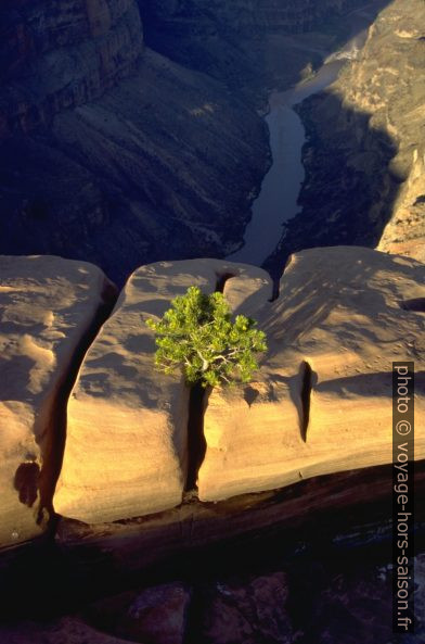 Petit pin sur un poste perdu au-dessus du Grand Canyon. Photo © André M. Winter