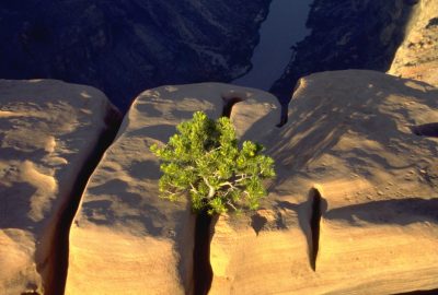 Petit pin sur un poste perdu au-dessus du Grand Canyon. Photo © André M. Winter