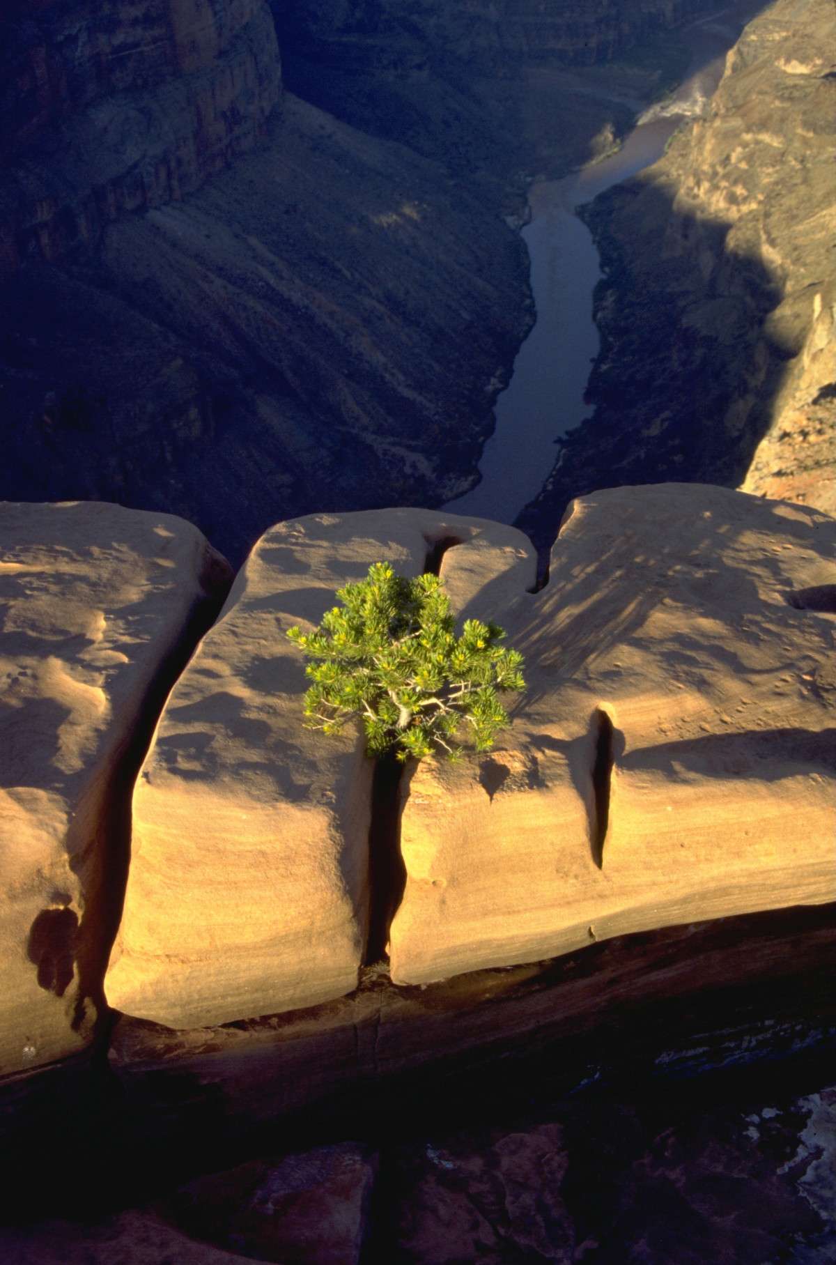 Petit pin sur un poste perdu au-dessus du Grand Canyon. Photo © André M. Winter