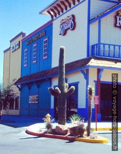 Cactus saguaro à Pahrump. Photo © André M. Winter