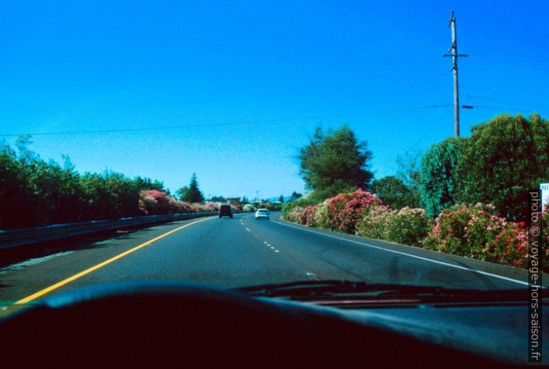 Laurier rose et blanc au bord de l'autoroute. Photo © André M. Winter