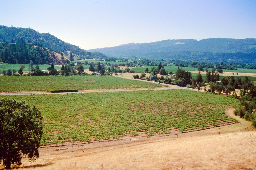 Vignes autour de Calistoga. Photo © André M. Winter