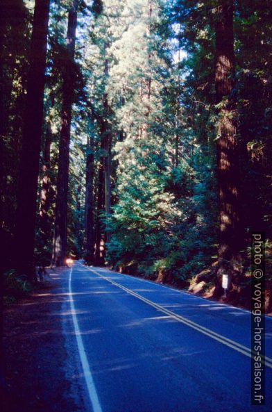 La route Avenue of the Giants. Photo © André M. Winter