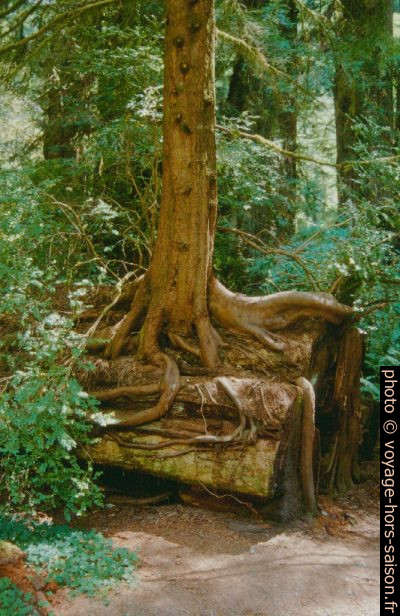 Un arbre pousse sur un autre. Photo © André M. Winter