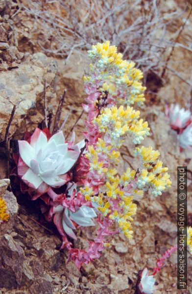 Joubarbes en fleurs. Photo © André M. Winter