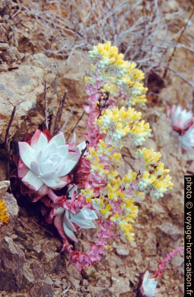 Joubarbes en fleurs. Photo © André M. Winter