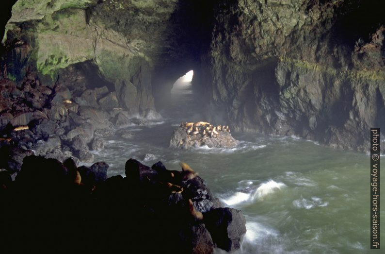 Sea Lion Caves en Oregon. Photo © André M. Winter