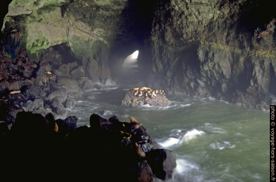 Sea Lion Caves en Oregon. Photo © André M. Winter
