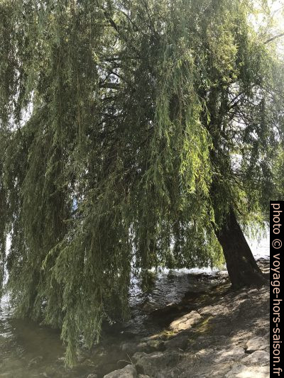 Un saule pleureur au bord de l'Île d'Ort. Photo © Alex Medwedeff