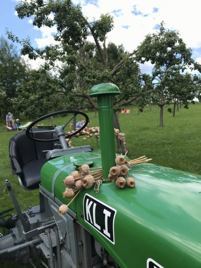 Vieux tracteur et capsules séchées de pavot. Photo © Alex Medwedeff