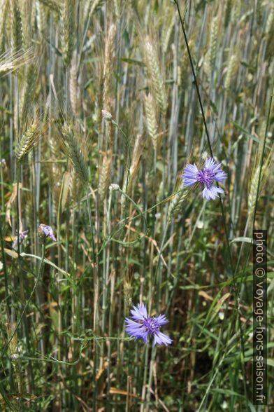 Bleuets devant un champ de blé. Photo © Alex Medwedeff