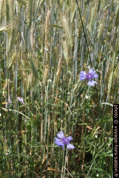 Bleuets devant un champ de blé. Photo © Alex Medwedeff
