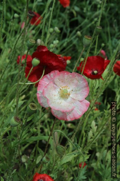 Fleurs de pavot rouges. Photo © Alex Medwedeff