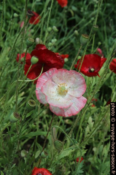 Fleurs de pavot rouges. Photo © Alex Medwedeff