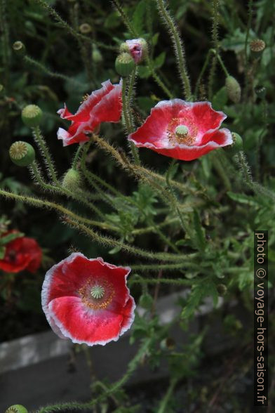 Fleurs de pavot rouges au bord blanc. Photo © Alex Medwedeff