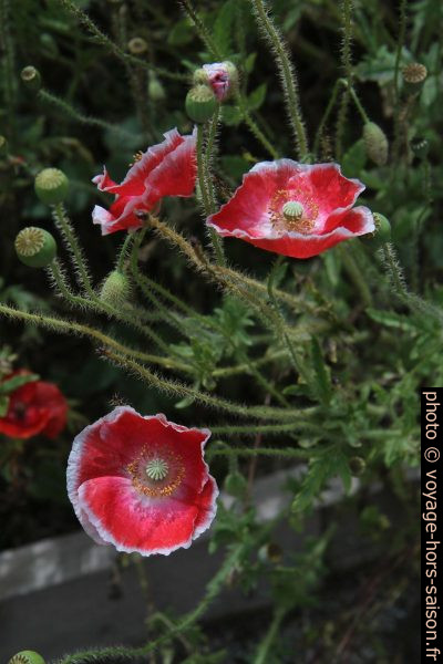 Fleurs de pavot rouges au bord blanc. Photo © Alex Medwedeff