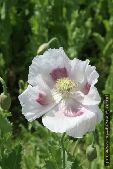 Fleur de pavot blanche. Photo © Alex Medwedeff