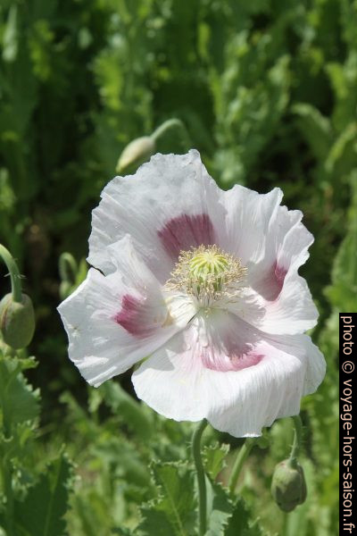 Fleur de pavot blanche. Photo © Alex Medwedeff