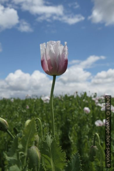 Fleur de pavot blanche contre le ciel bleu. Photo © Alex Medwedeff