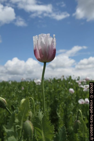 Fleur de pavot blanche contre le ciel bleu. Photo © Alex Medwedeff