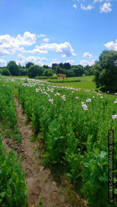 Champ de fleurs de pavot blanches. Photo © André M. Winter