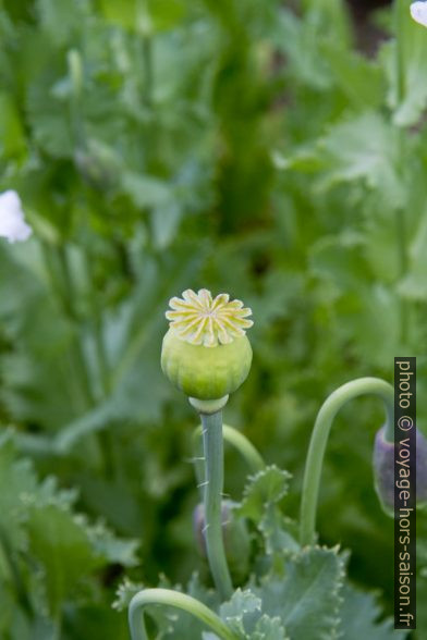 Capsule de pavot verte. Photo © Alex Medwedeff