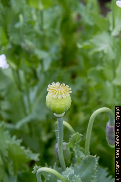 Capsule de pavot verte. Photo © Alex Medwedeff
