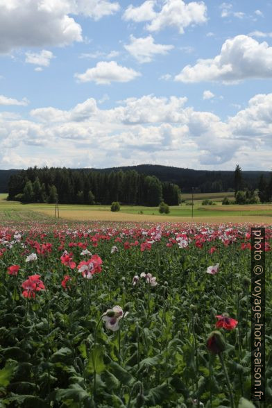 Champ de pavot en fleurs. Photo © Alex Medwedeff