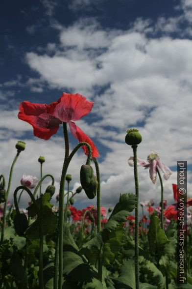 Fleurs de pavot contre le ciel. Photo © Alex Medwedeff