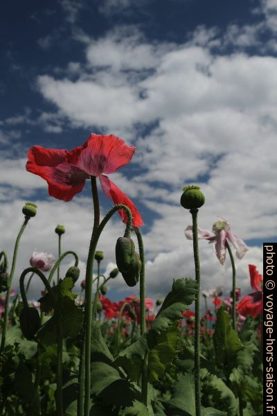 Fleurs de pavot contre le ciel. Photo © Alex Medwedeff