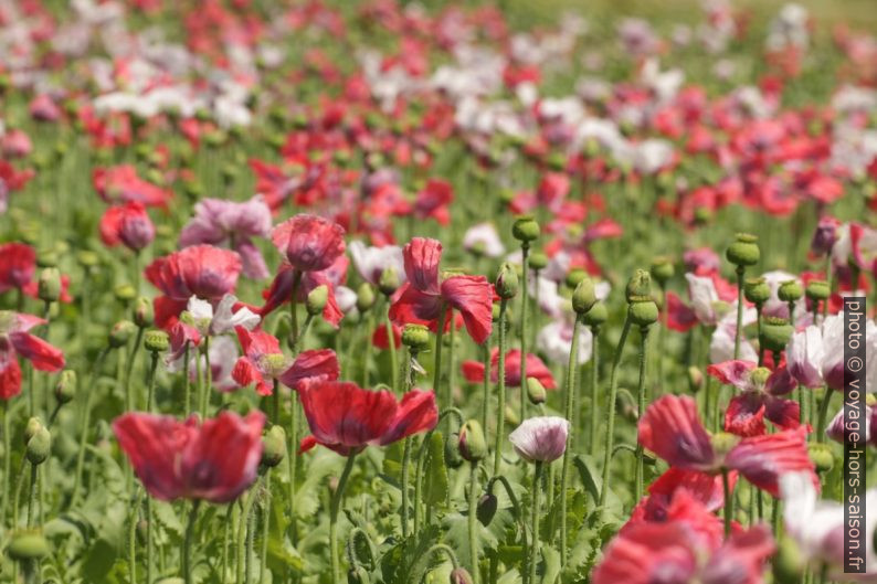 Fleurs de pavot rouges et blanches dans un champ. Photo © André M. Winter