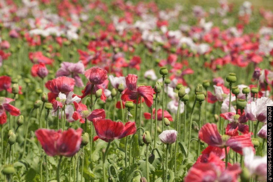 Fleurs de pavot rouges et blanches dans un champ. Photo © André M. Winter