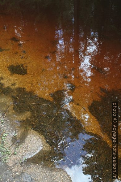 Eau stagnante brune de la rivière Grosser Kamp. Photo © Alex Medwedeff