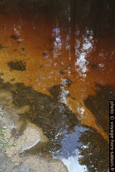 Eau stagnante brune de la rivière Grosser Kamp. Photo © Alex Medwedeff