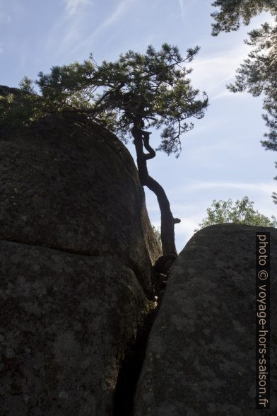 Un pin pousse entre deux blocs de granite. Photo © Alex Medwedeff