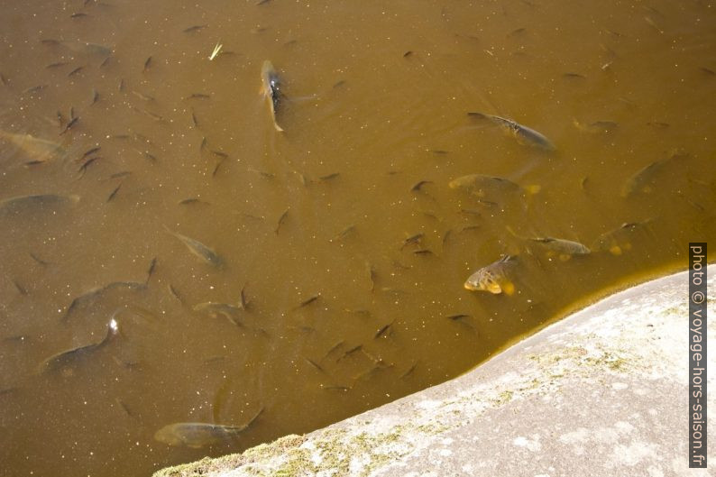 Carpes dans le lac Blockheideteich. Photo © André M. Winter