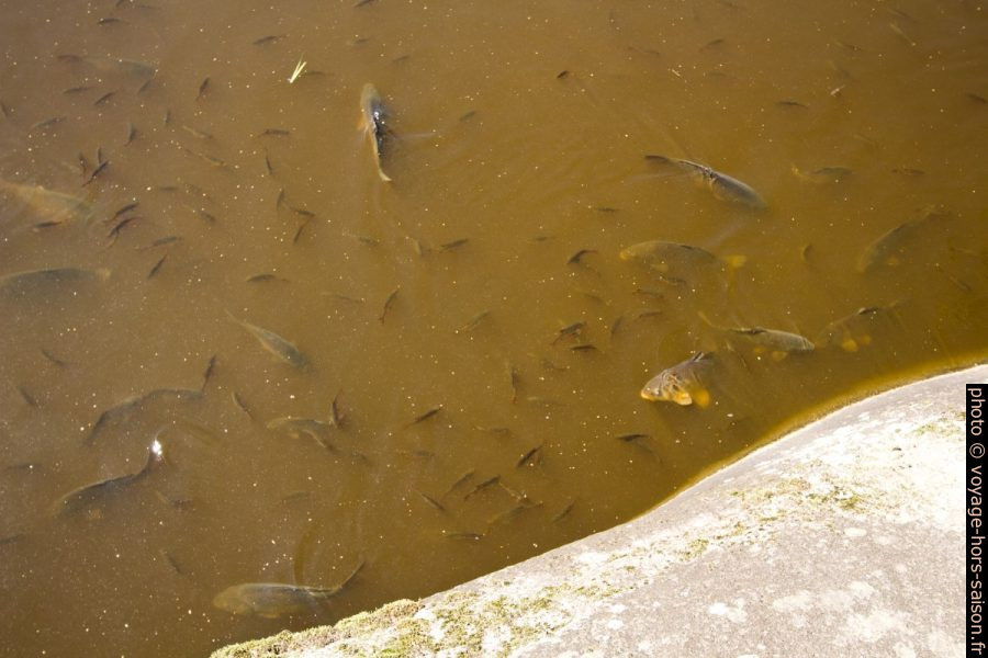 Carpes dans le lac Blockheideteich. Photo © André M. Winter