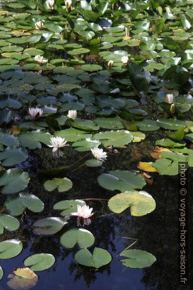 Nénuphars blancs dans l'étang Blockheideteich. Photo © Alex Medwedeff