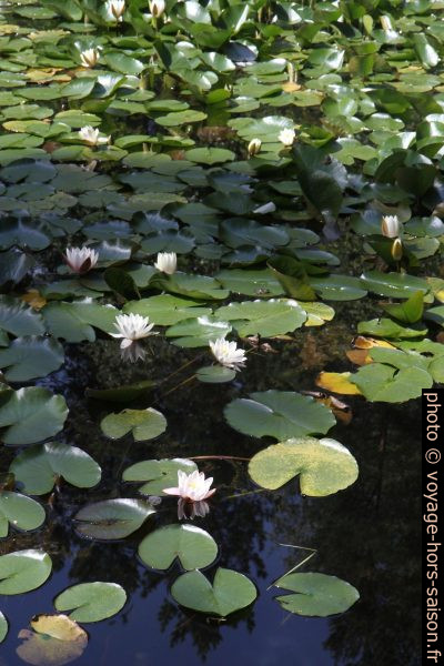 Nénuphars blancs dans l'étang Blockheideteich. Photo © Alex Medwedeff