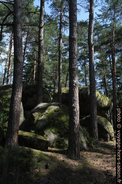 Blocs de granite en forêt. Photo © Alex Medwedeff